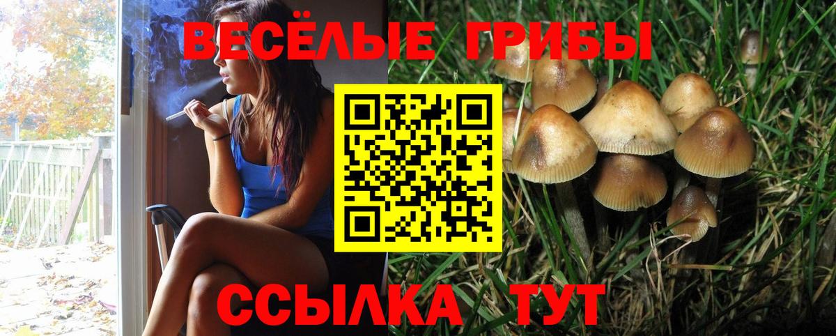 Галлюциногенные грибы MAGIC MUSHROOMS  Вход с VPN  Королёв  Псилоцибиновые грибы Psilocybe 